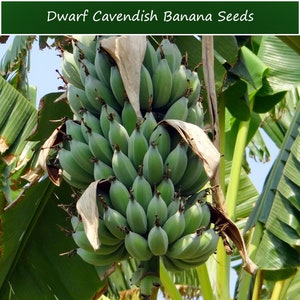 Tropical Seeds-Dwarf Cavendish Banana 10 Seeds Musa Acuminata subsp Burmannica image 1