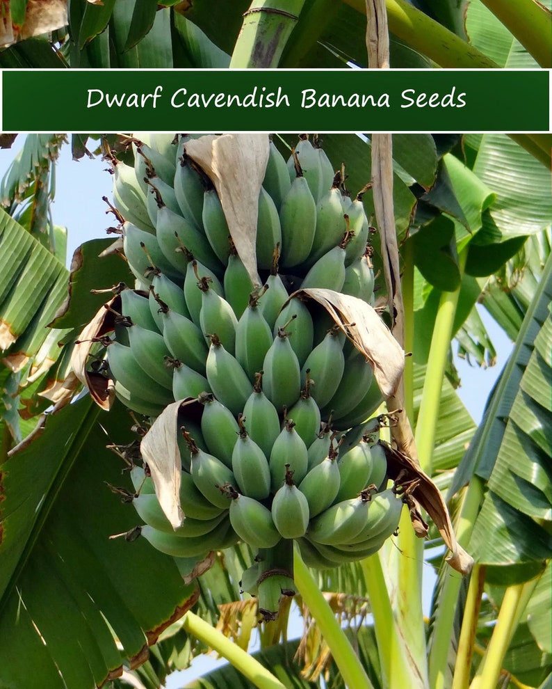 Tropical Seeds-Dwarf Cavendish Banana 10 Seeds Musa Acuminata subsp Burmannica image 1