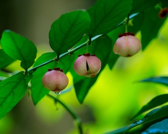 5 Tropical Seeds Katuk Plant- Sauropus androgynus - Star Gooseberry