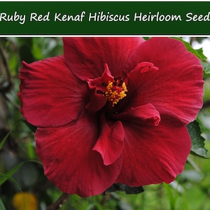 Flower Seeds- Hibiscus Ruby Red Kenaf -10 seeds! -Tropical Hibiscus - See Listing Below- Rare Limited Supply