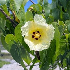 10 Heirloom Tropical Seeds - Portia Flower  -Tropical Evergreen- Thespesia populnea- Tulip Tree- Save Big on More Packs Mix and Match! Sale!
