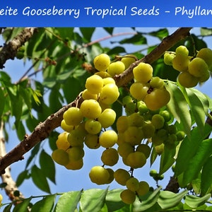 10 Heirloom Tropical Seeds - Otaheite Gooseberry - Container Gardening - -Phyllanthus acidus- Save Big on More Packs -Mix and Match- Sale!