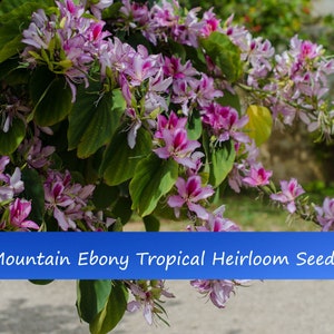 10 Heirloom Tropical Seeds -Purple Orchid  - Mountain Ebony- Bauhinia Variegata-Save Big on More Packs -Mix and Match! Sale!