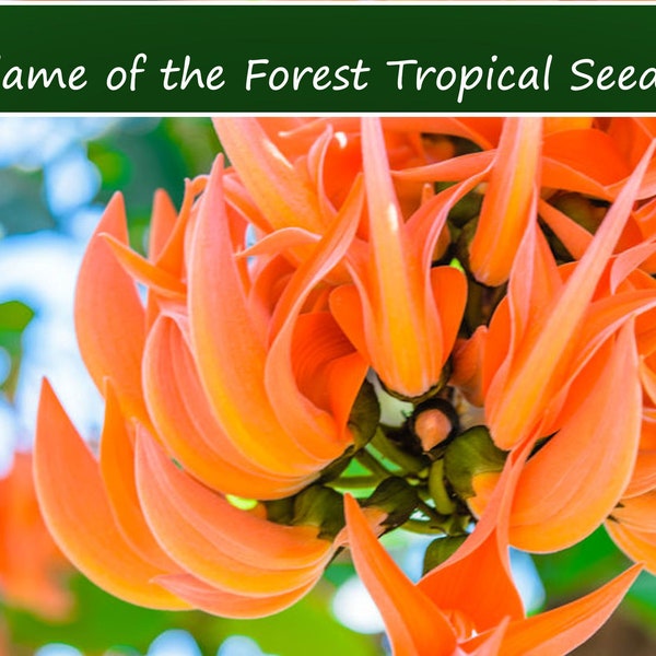 Tropical Seeds- Flame of the Forest Tree --5 Heirloom Seeds - See Listing Below-Container Gardening -Butea monosperma -seed pack