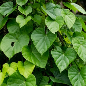 Tinospora cordifolia- Guduchi-5 Seeds- Tropical Shrub- Seed Pack