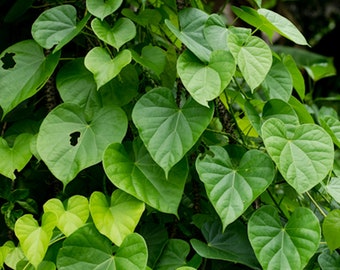 Tinospora cordifolia- Guduchi-5 Seeds- Tropical Shrub- Seed Pack