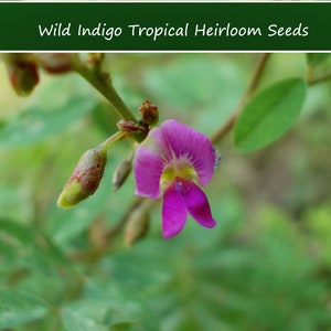 Tropical Seeds-Wild Indigo 20 Seeds Super Rare Hawaiian Auhuhu Tephrosia purpurea See Listing Below image 1
