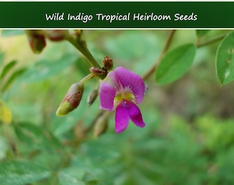 Tropical Seeds-Wild Indigo- 20 Seeds- Super Rare- - Hawaiian Auhuhu-  Tephrosia purpurea= See Listing Below