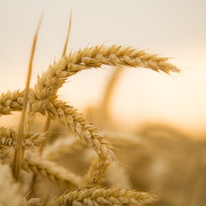 May include: Close-up of golden wheat stalks in a field, with the sun shining through the stalks.
