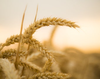 May include: Close-up of golden wheat stalks in a field, with the sun shining through the stalks.