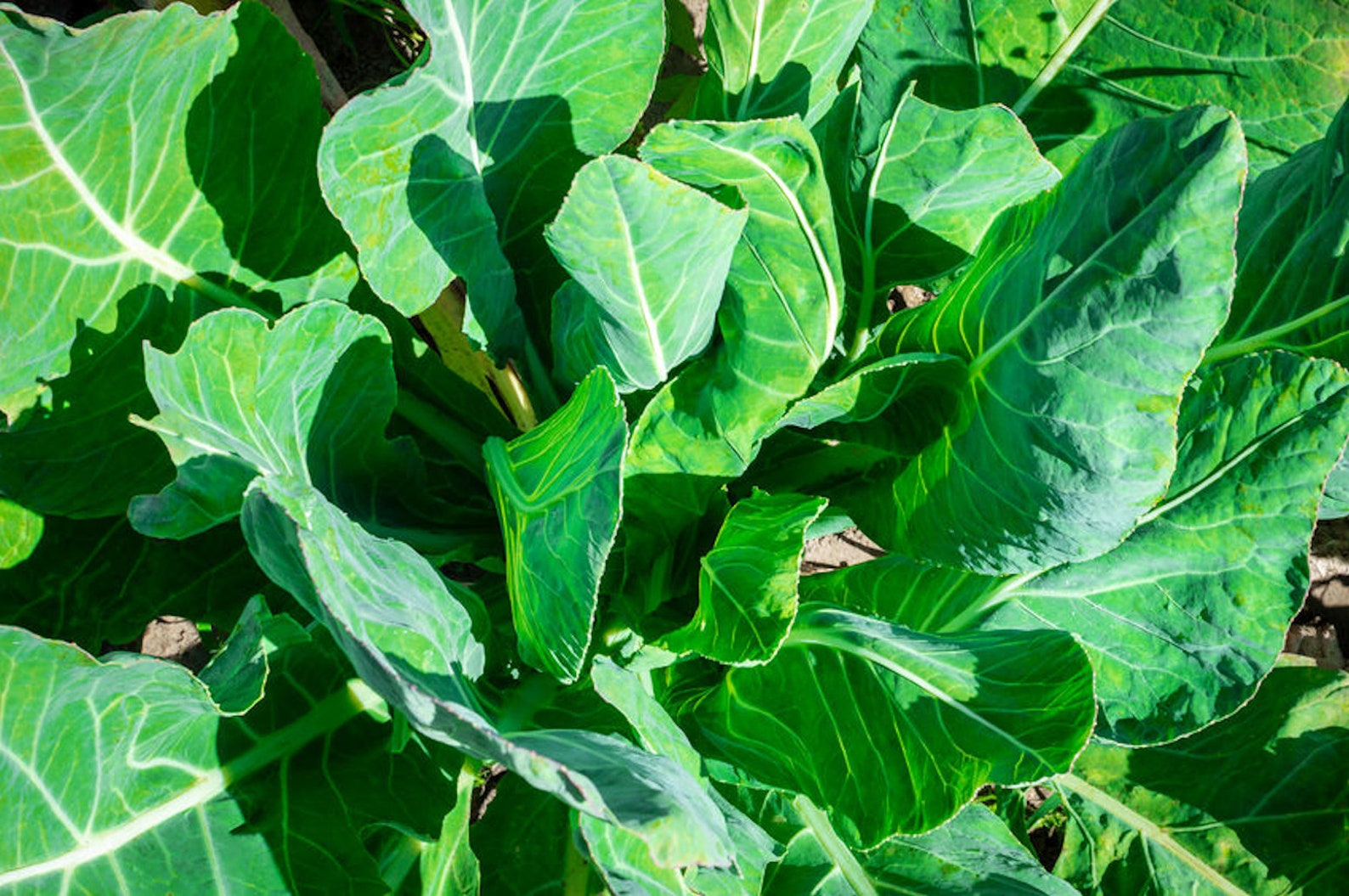 Vates Collard Greens 100 seeds Heirloom Garden Seeds All Etsy