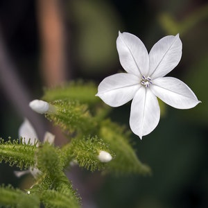 Tropical Seeds Plumbago zeylanica 20 Seeds Flower Seeds image 4