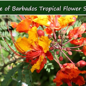 10 Heirloom Tropical Seeds-Pride of Barbados- Red Peacock Flower-Caesalpinia Pulcherrima-Save Big on More Packs Mix and Match! Sale!