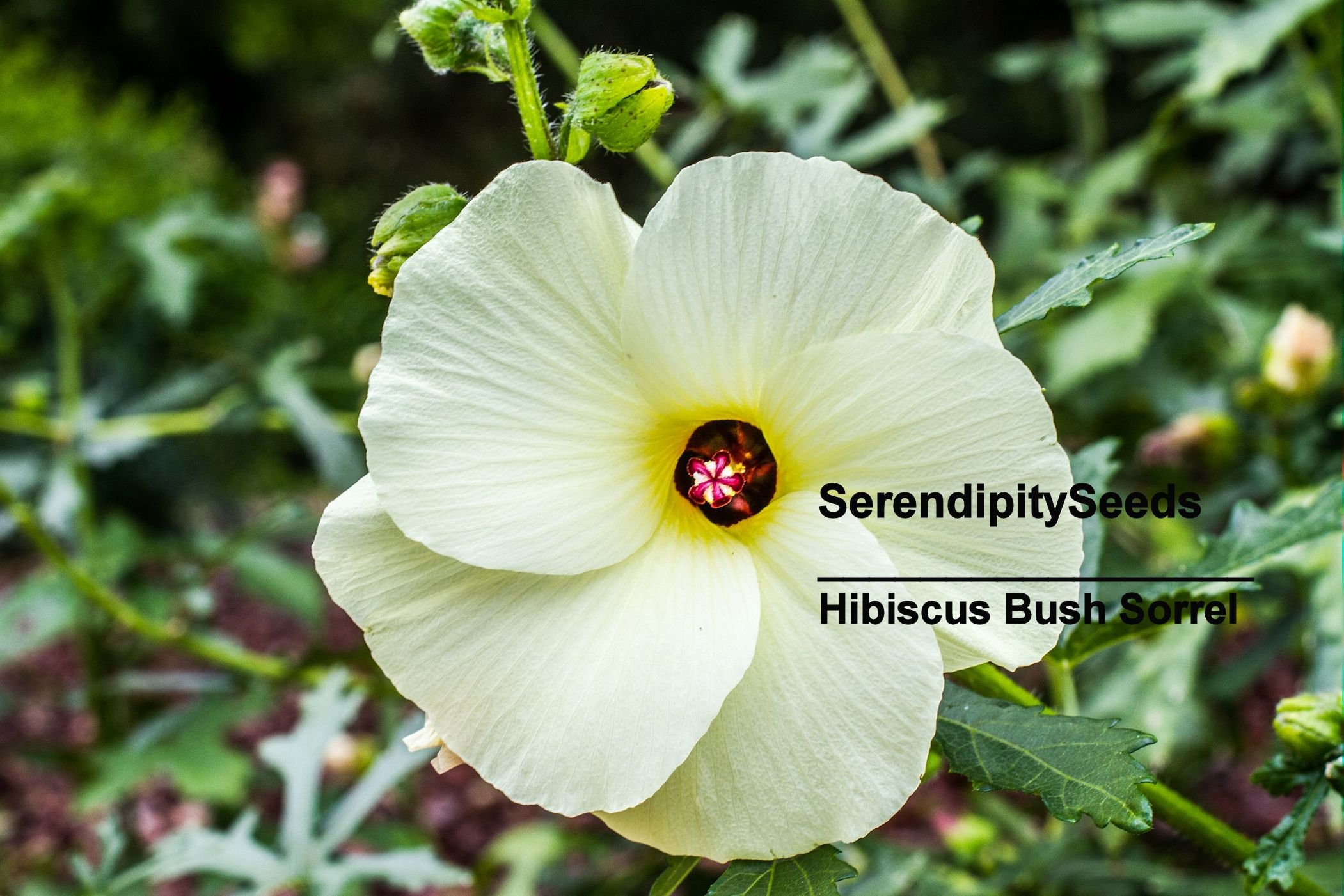 値下FAUNE / Hibiscus Vintage White / 6-8 Texas Star Hardy Hibiscus Seeds RED and WHITE 50+ of each