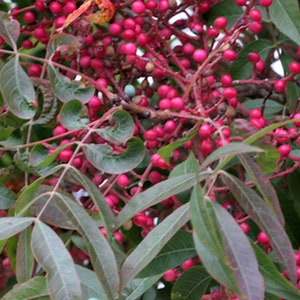 20 Heirloom Tree Seeds - Ornamental Pistachio- 20 Seeds - -Pistacia chinensis-Save Big on More Packs -Mix and Match! Sale!