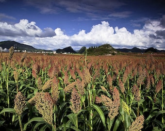 1000 Seeds Sorghum -Egyptian Wheat- Ancient Gluten Free Grain Grow your own Flour! All Zones Grow in Containers or Garden-Bulk Seed Pack