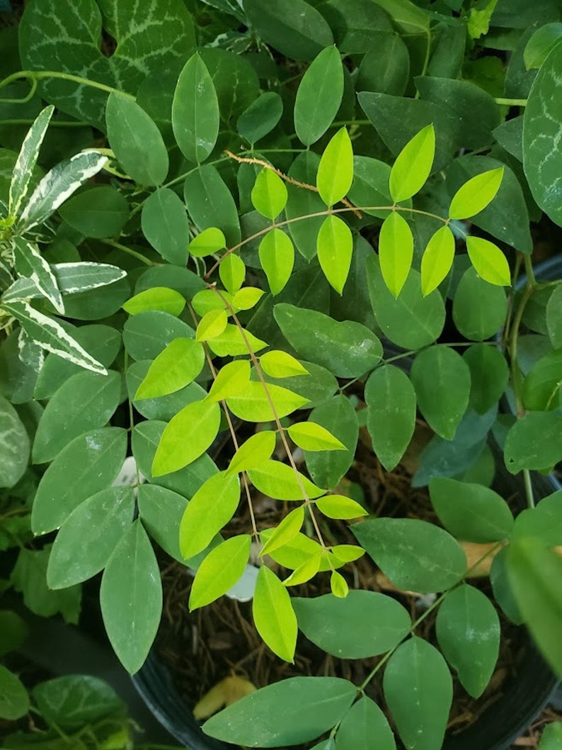 Tropical Seeds-Wild Indigo 20 Seeds Super Rare Hawaiian Auhuhu Tephrosia purpurea See Listing Below image 3