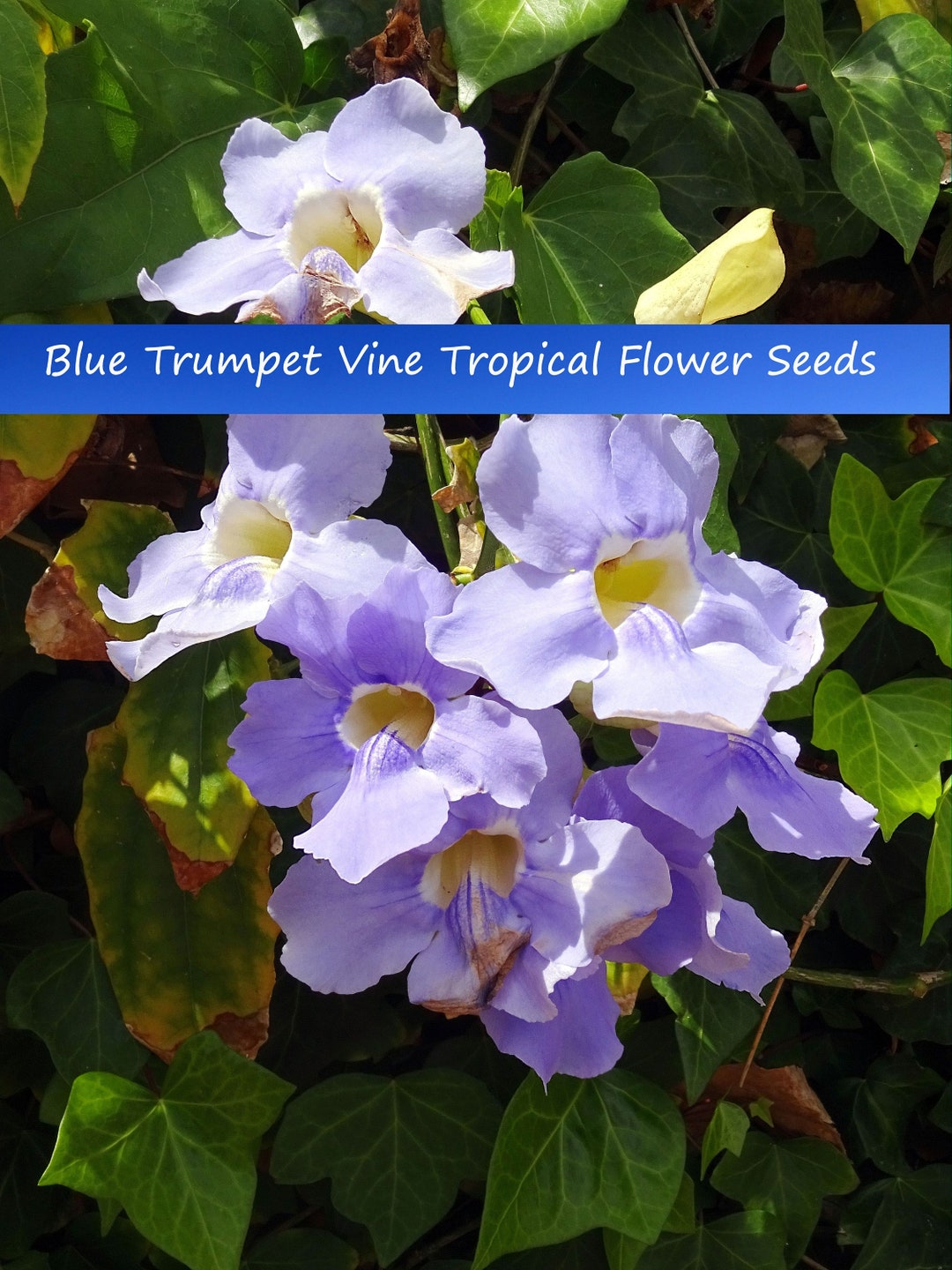 Tropical Flower Seeds thunbergia Grandiflora 5 Heirloom Seeds See