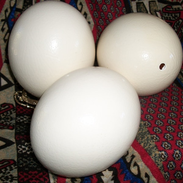 Huevos de avestruz para arte y manualidades.
