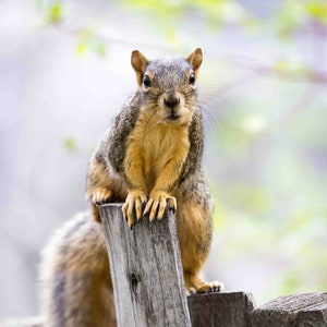 Fox Squirrel 1 Vertical Photograph