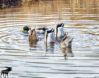 Mallard Butts Vertical Photograph