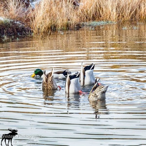 Mallard Butts Vertical Photograph