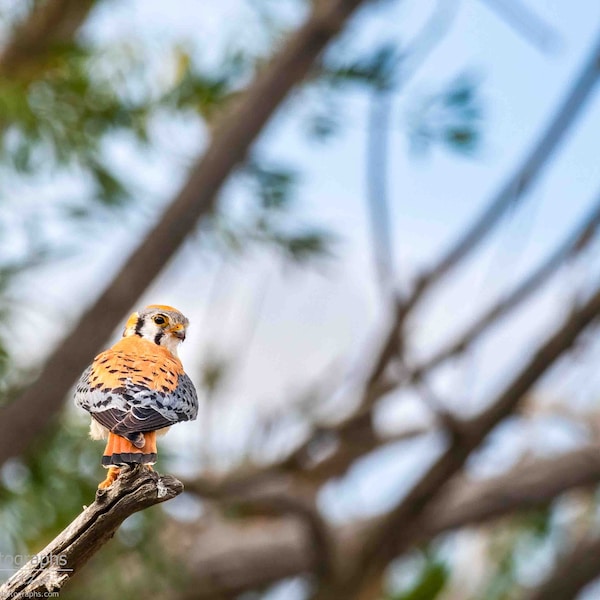 American Kestrel 2 Horizontal Photograph