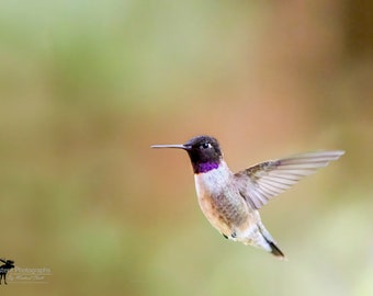 Black Chinned Hummingbird 1 Horizontal Photograph