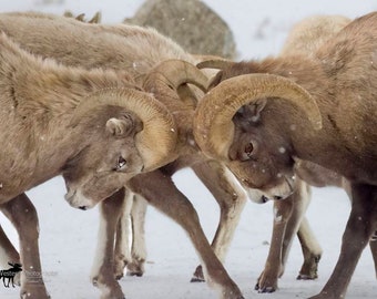 Bighorn Sheep Rams 2 Horizontal Photograph