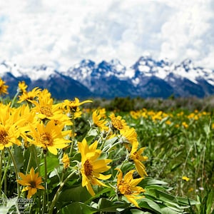 May include: A field of bright yellow wildflowers in full bloom with a snow-capped mountain range in the background.