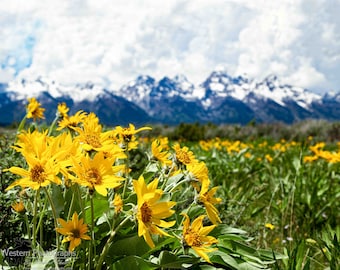 Arrowleaf Balsamroot and Tetons Horizontal Photograph