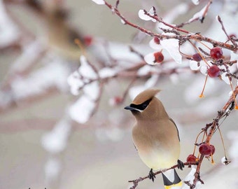 Cedar Waxwing Vertical Photograph