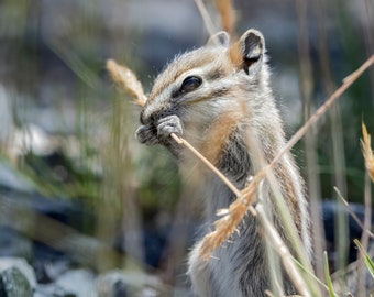 Western Chipmunk 2 Vertical Photograph