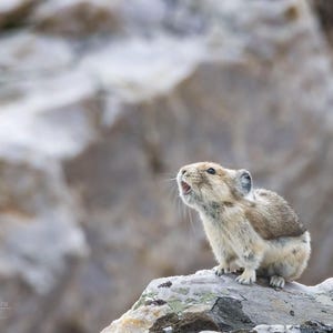 American Pika 4 Horizontal Photograph