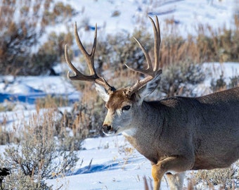 Mule Deer Buck Horizontal Photograph