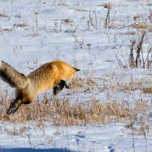 Red Fox 3 Horizontal Photograph