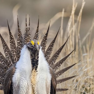 Sage Grouse Strutting 1 Horizontal Photograph