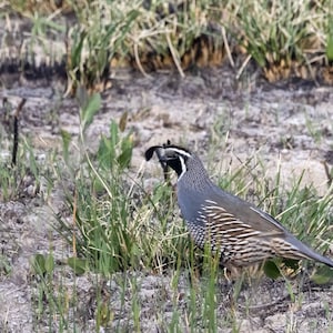 California Quail 1 Horizontal Photograph