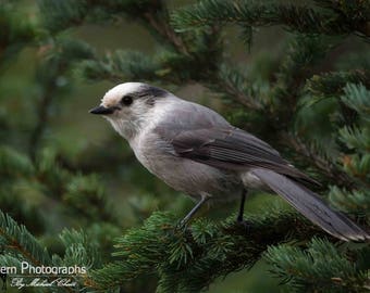 Gray (Canada) Jay Horizontal Photograph