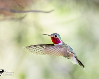 Broadtailed Hummingbird 1 Horizontal Photograph