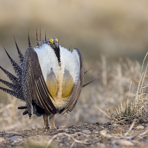 Sage Grouse Strutting 2 Horizontal Photograph