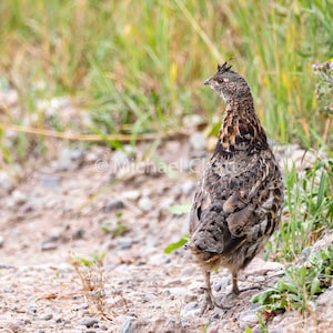 Ruffed Grouse Horizontal Photograph