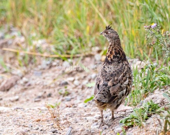 Ruffed Grouse Horizontal Photograph