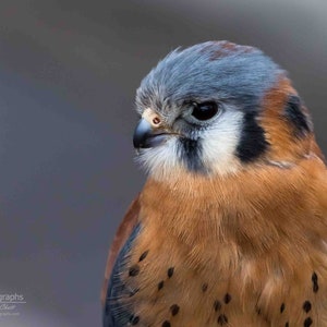American Kestrel Horizontal Photograph