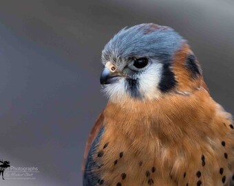 American Kestrel Horizontal Photograph