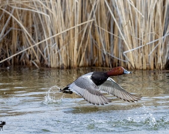 Redhead Duck Horizontal Photograph