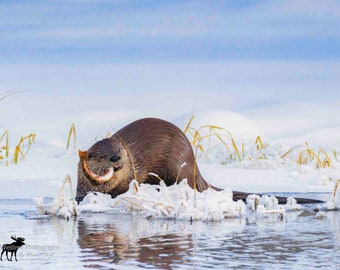 River Otter 3 Horizontal Photograph