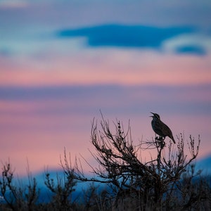 Western Meadowlark Sunset Horizontal Photograph