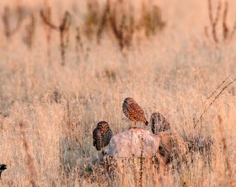 Burrowing Owl Sunset Horizontal Photograph