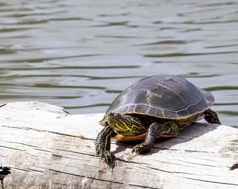 Western Painted Turtle Horizontal Photograph